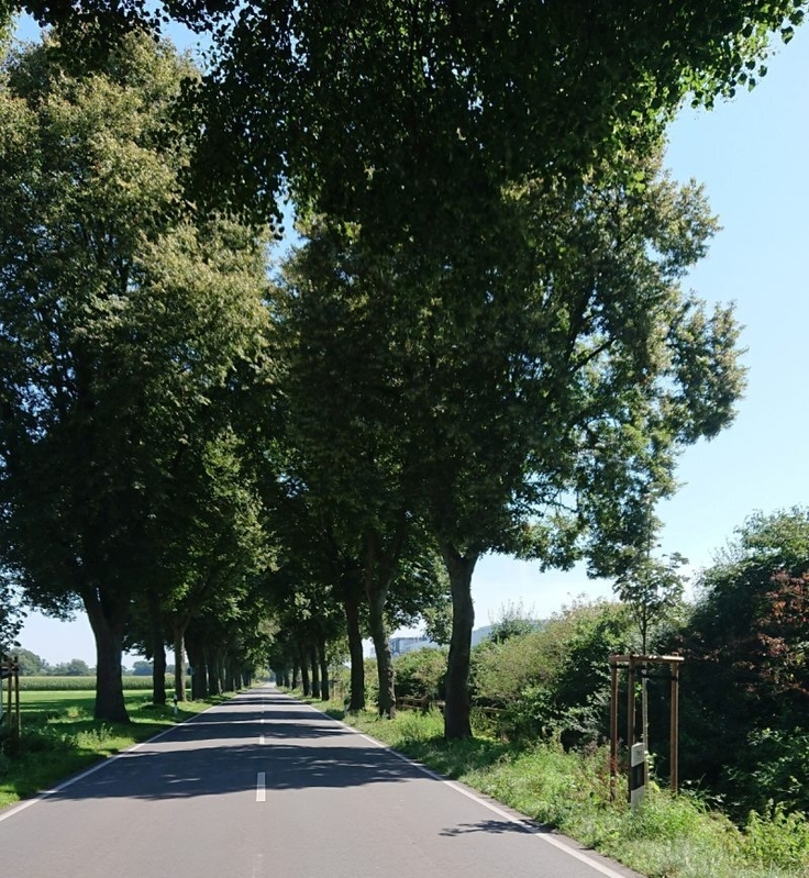 Lücke geschlossen: Im vergangenen Jahr wurden viele Bäume an den Bundesstraßen in den Landkreisen Osnabrück und Vechta nachgepflanzt; so wie hier an der B 218 zwischen Venne und Schwagstorf.