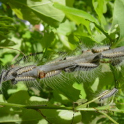 Eichenprozessionsspinner (Symbolfoto).